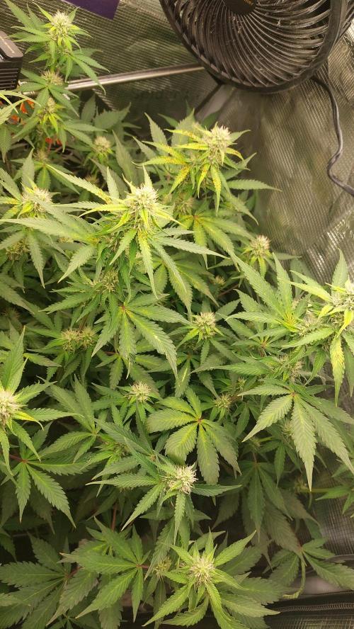 Sticky Broccoli Auto. Week 9