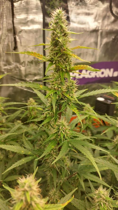 Sticky Broccoli Auto. Week 9