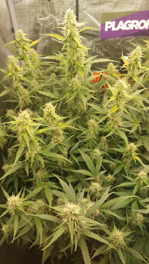 Sticky Broccoli Auto. Week 9