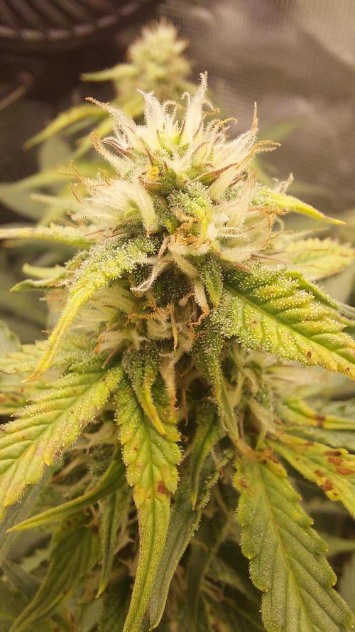 Sticky Broccoli Auto. Week 9