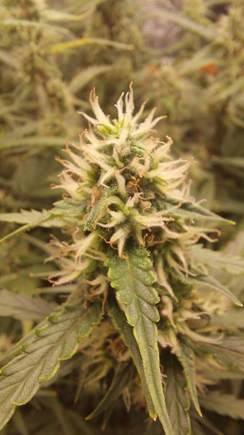 Sticky Broccoli Auto. Week 9