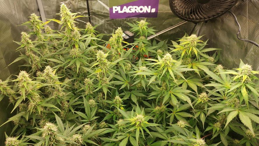 Sticky Broccoli Auto. Week 9