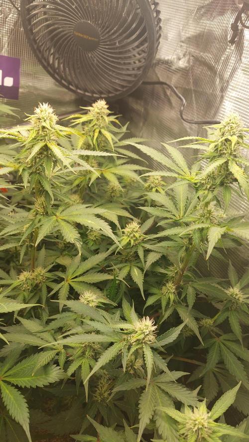 Sticky Broccoli Auto. Week 9