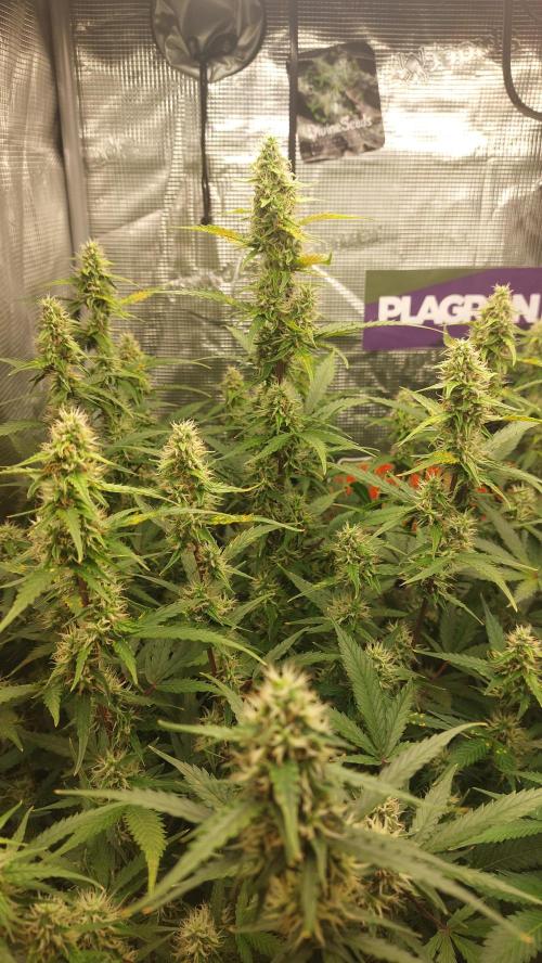 Sticky Broccoli Auto. Week 9