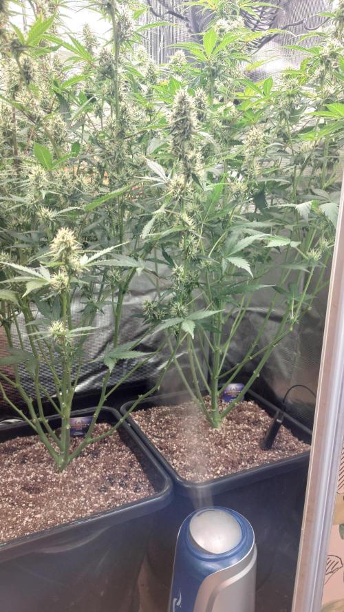 Sticky Broccoli Auto. Week 10