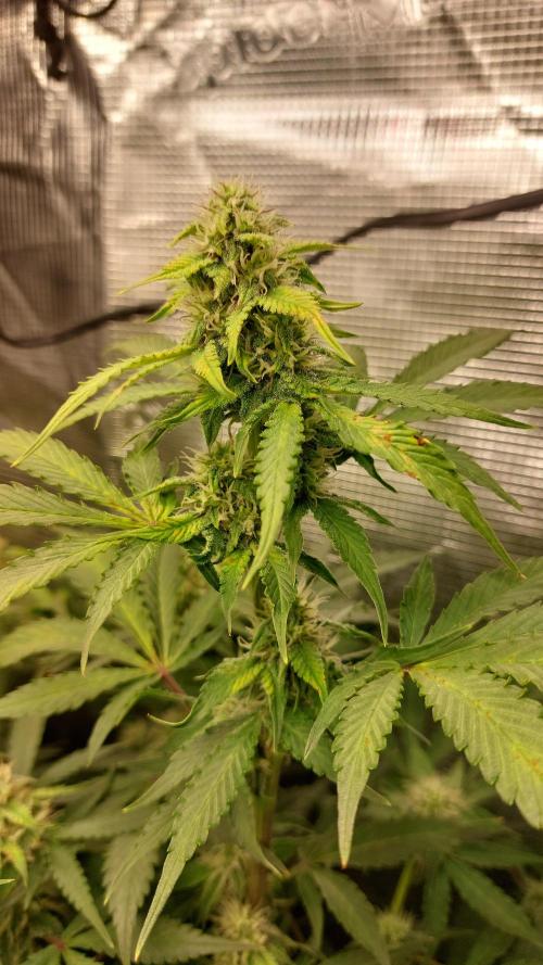 Sticky Broccoli Auto. Week 10
