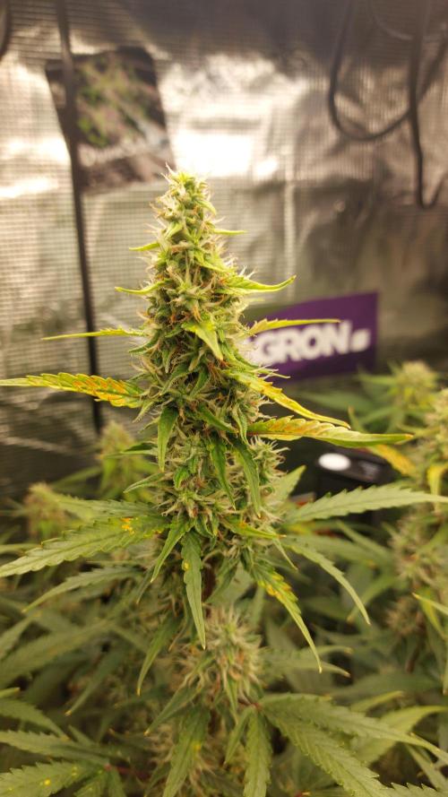 Sticky Broccoli Auto. Week 10