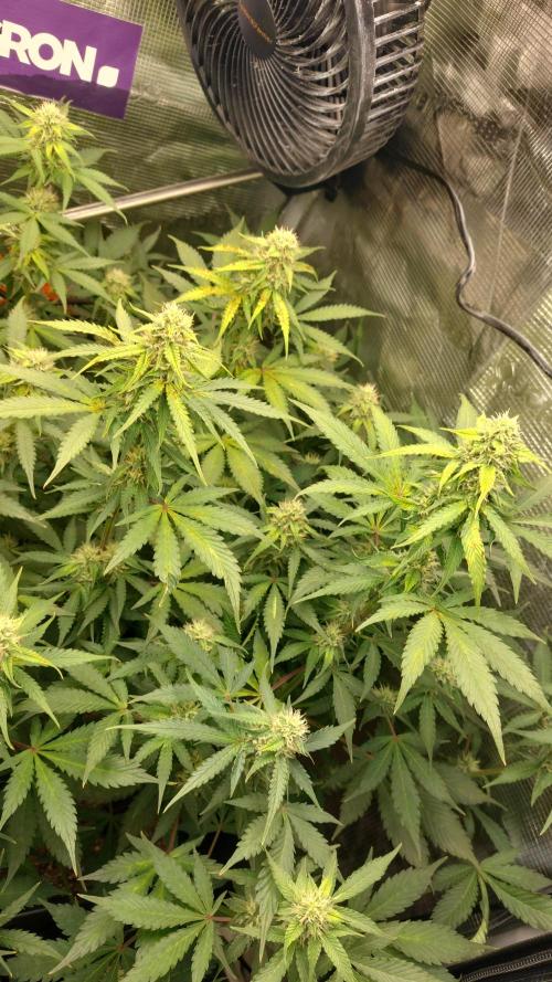 Sticky Broccoli Auto. Week 10
