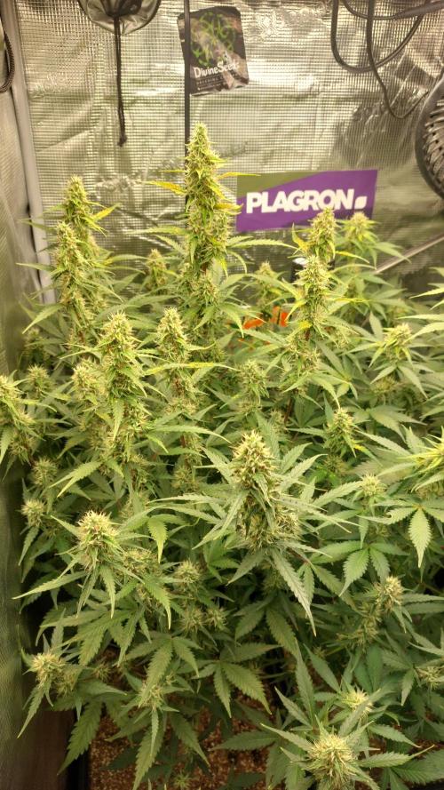 Sticky Broccoli Auto. Week 10