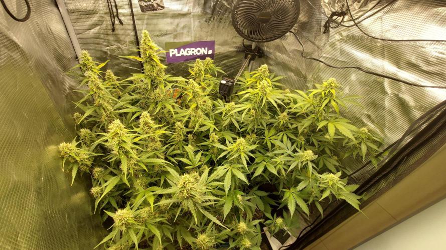 Sticky Broccoli Auto. Week 10