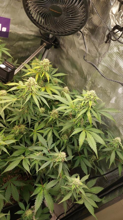 Sticky Broccoli Auto. Week 10