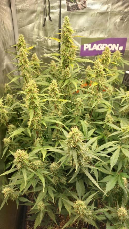 Sticky Broccoli Auto. Week 10