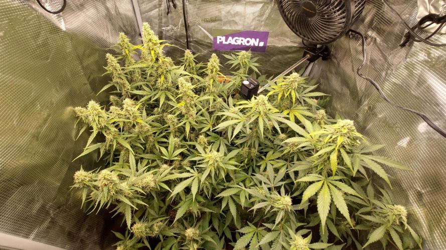 Sticky Broccoli Auto. Week 10