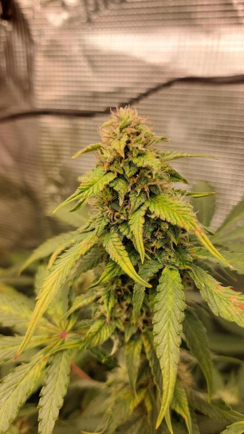 Sticky Broccoli Auto. Week 10