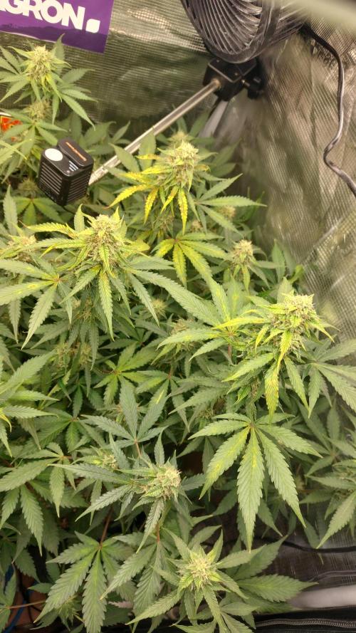 Sticky Broccoli Auto. Week 10