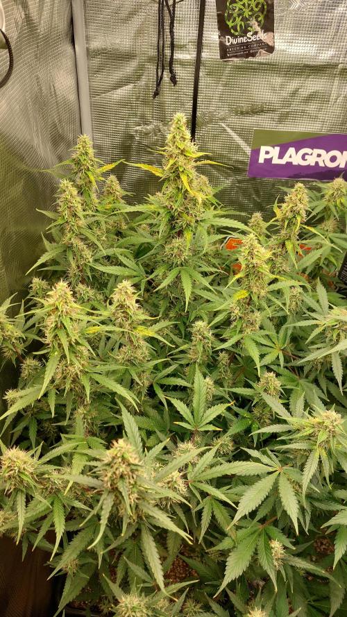 Sticky Broccoli Auto. Week 10