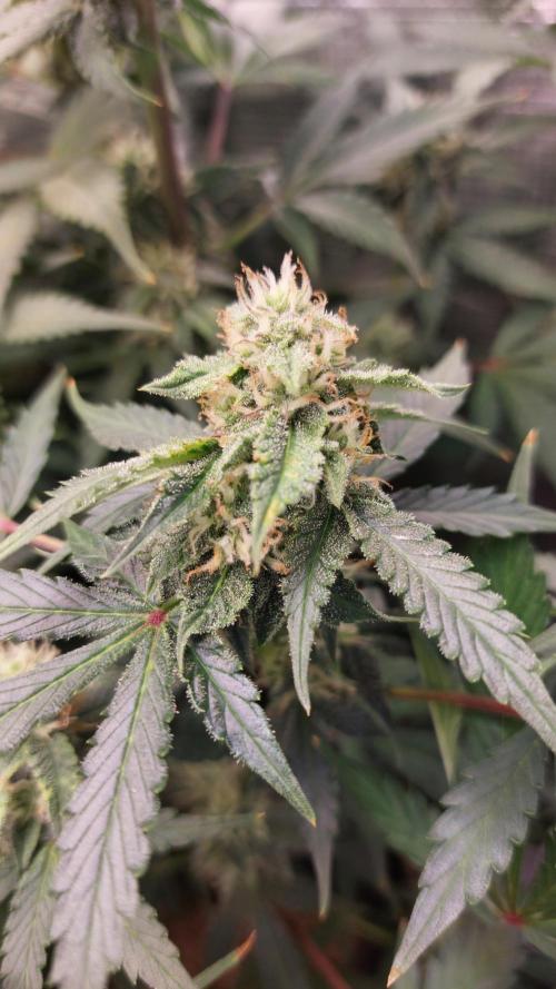 Sticky Broccoli Auto. Week 10