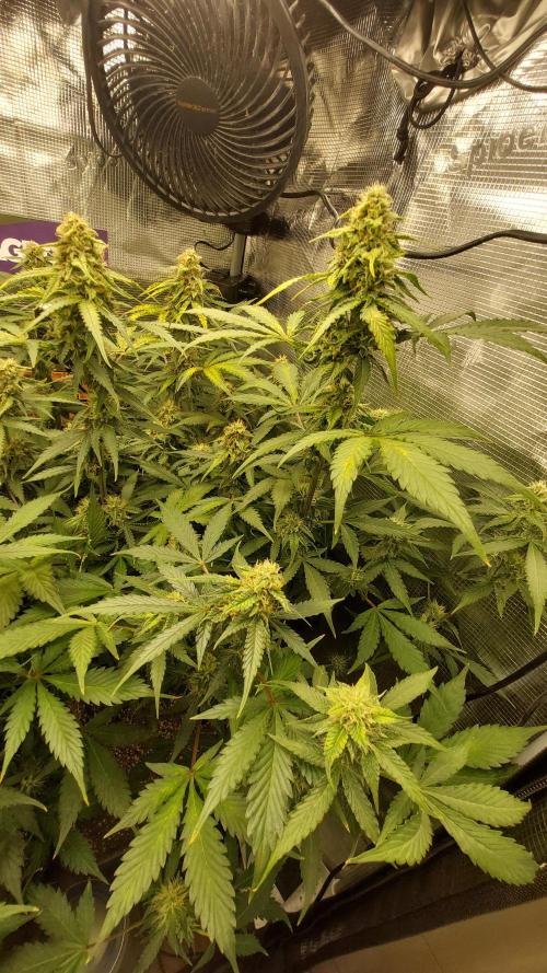 Sticky Broccoli Auto. Week 10