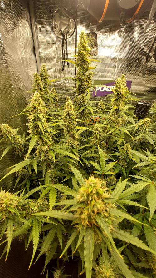 Sticky Broccoli Auto. Week 10