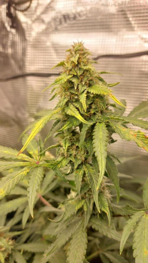 Sticky Broccoli Auto. Week 11