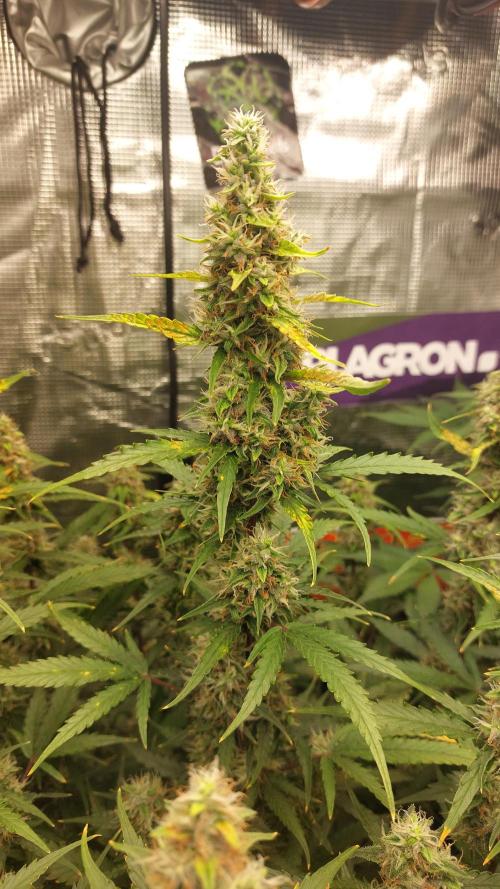 Sticky Broccoli Auto. Week 11