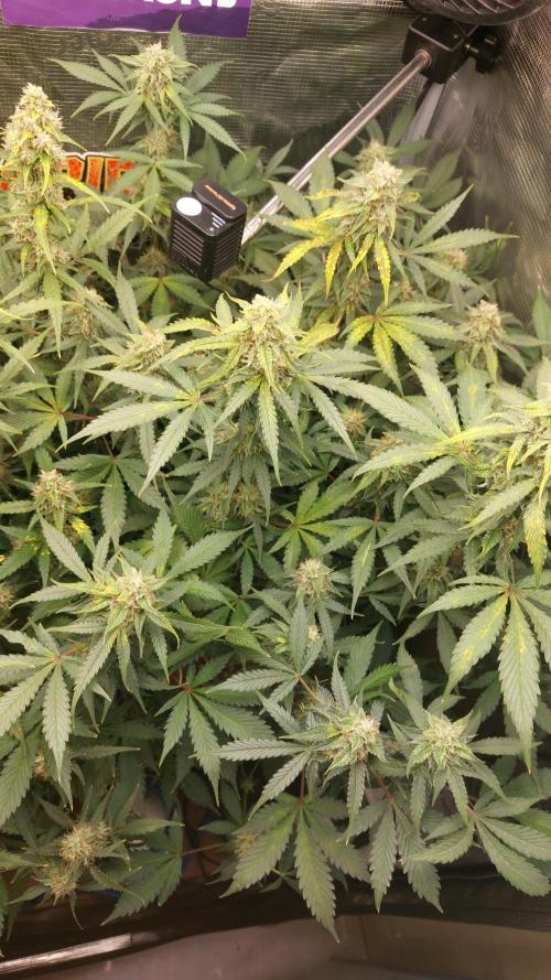 Sticky Broccoli Auto. Week 11