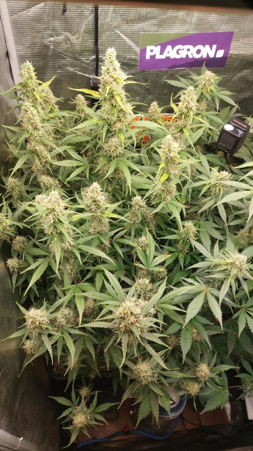Sticky Broccoli Auto. Week 11