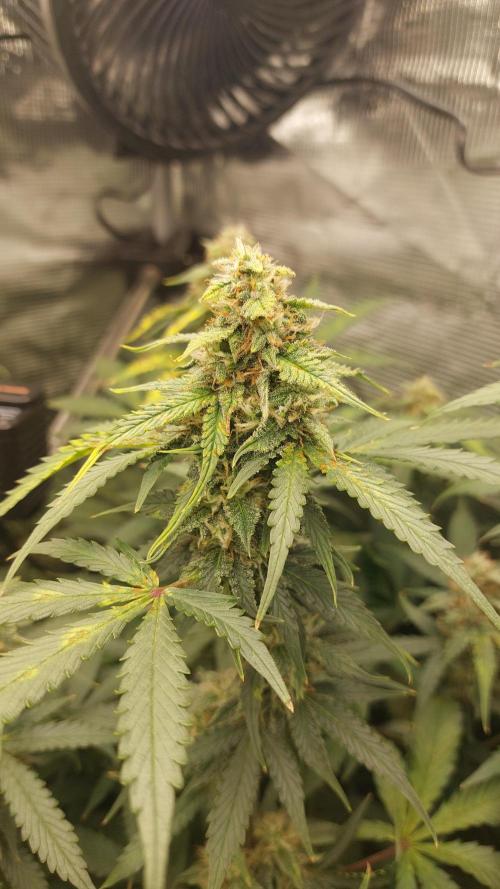 Sticky Broccoli Auto. Week 11