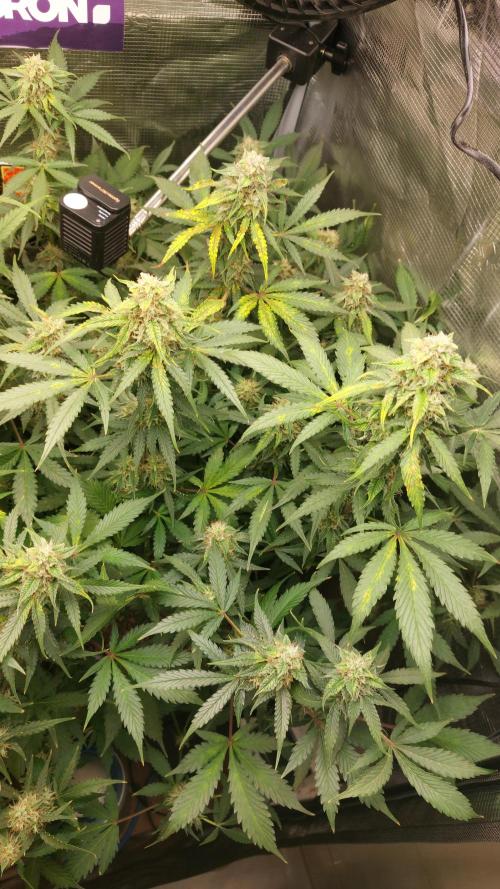 Sticky Broccoli Auto. Week 11