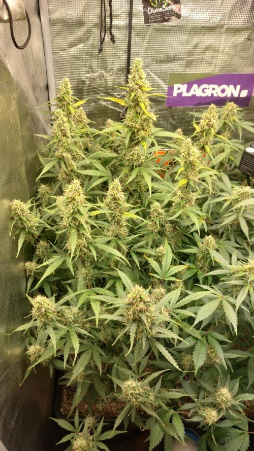 Sticky Broccoli Auto. Week 11
