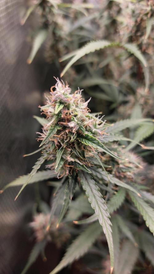 Sticky Broccoli Auto. Week 11