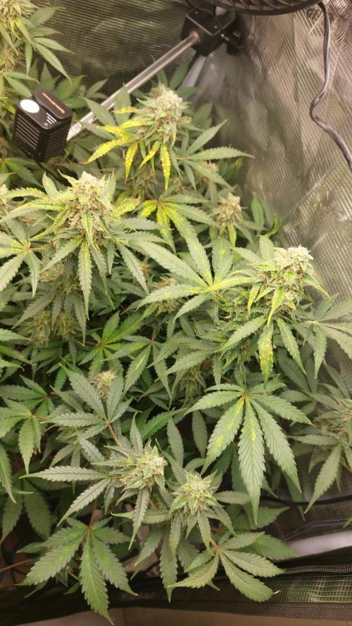 Sticky Broccoli Auto. Week 11