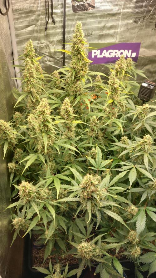 Sticky Broccoli Auto. Week 11