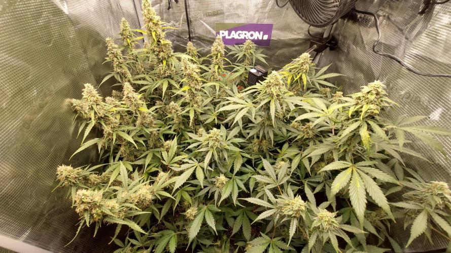 Sticky Broccoli Auto. Week 11