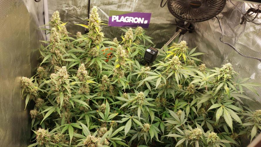 Sticky Broccoli Auto. Week 11