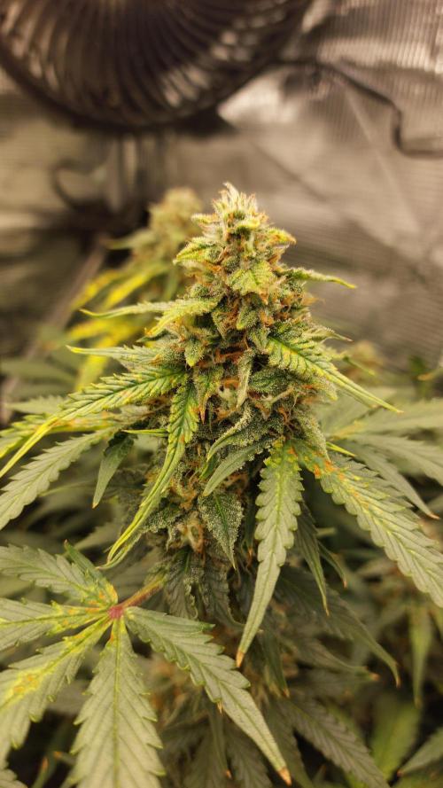 Sticky Broccoli Auto. Week 11