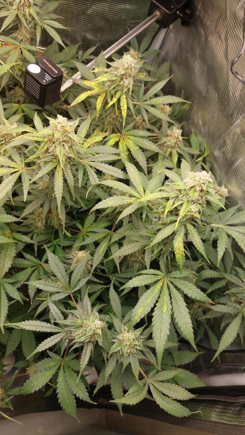 Sticky Broccoli Auto. Week 11