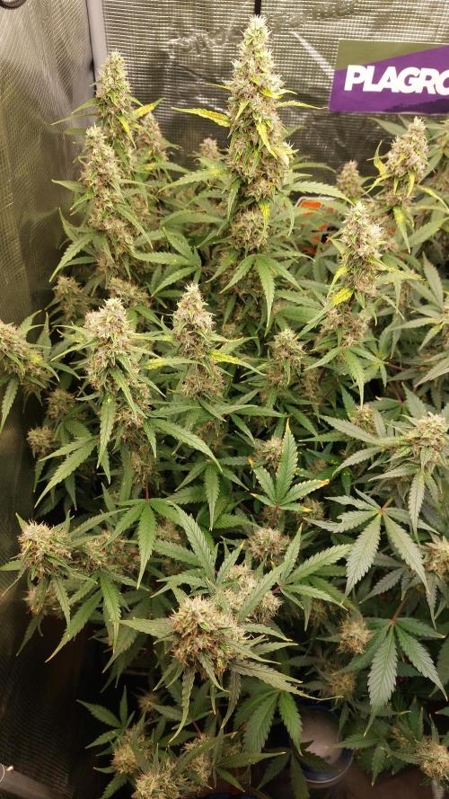 Sticky Broccoli Auto. Week 11