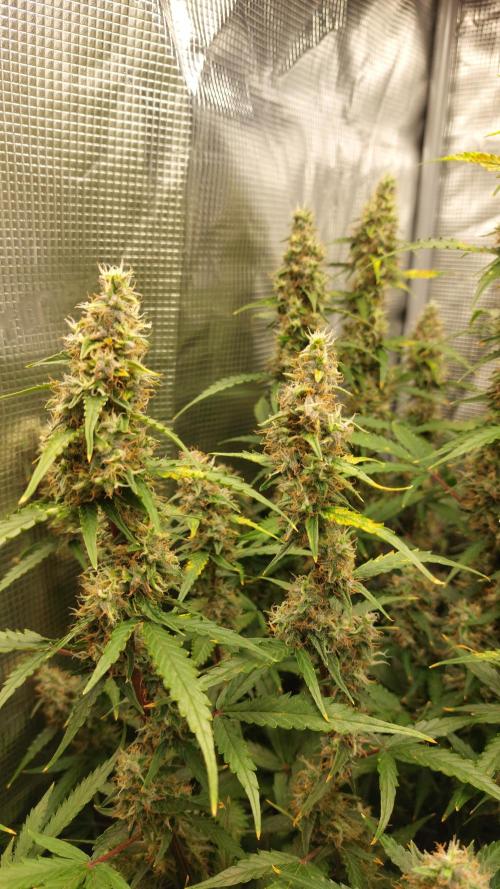 Sticky Broccoli Auto. Week 11