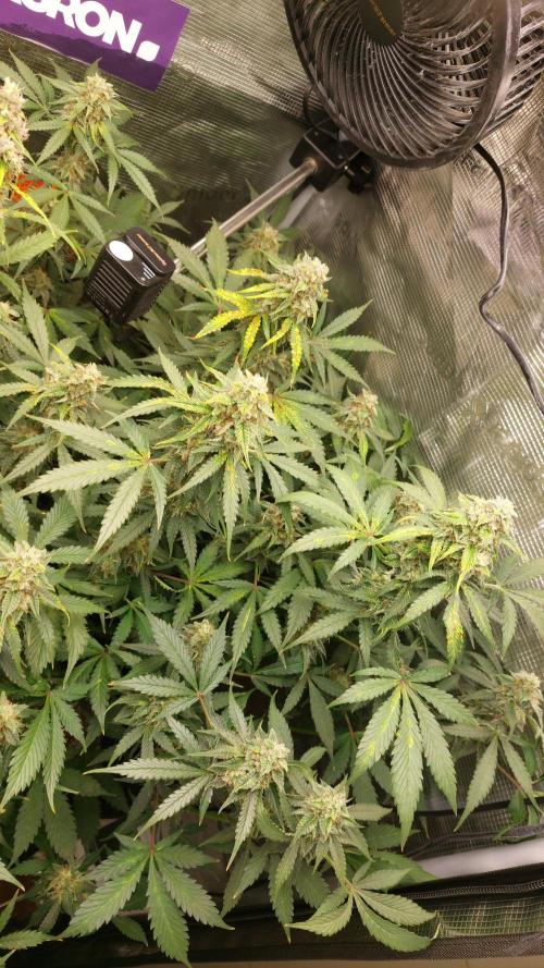 Sticky Broccoli Auto. Week 11