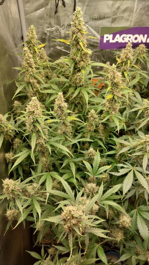 Sticky Broccoli Auto. Week 11