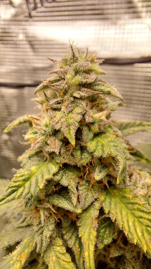 Sticky Broccoli Auto. Week 12