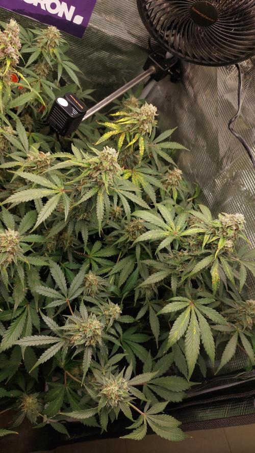 Sticky Broccoli Auto. Week 12