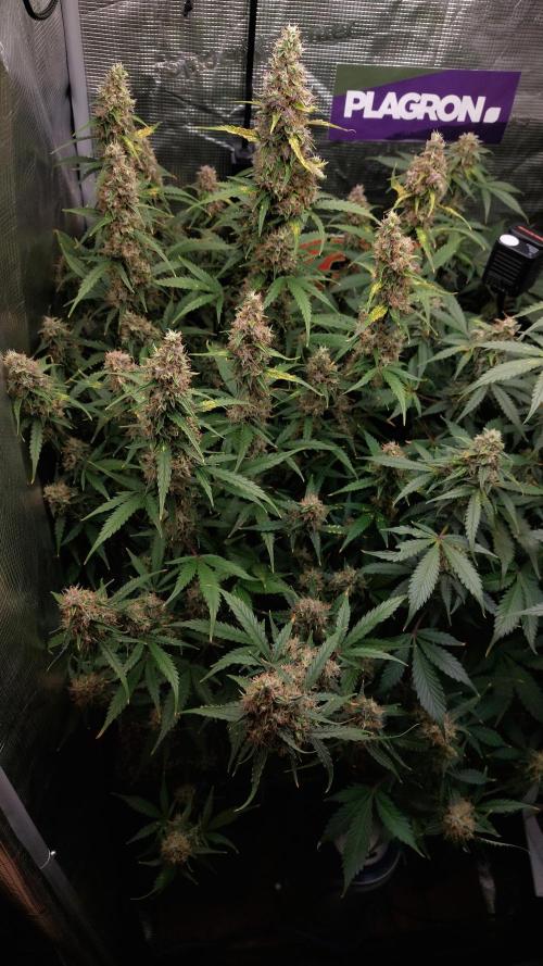 Sticky Broccoli Auto. Week 12
