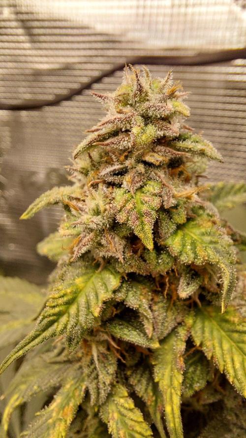 Sticky Broccoli Auto. Week 12