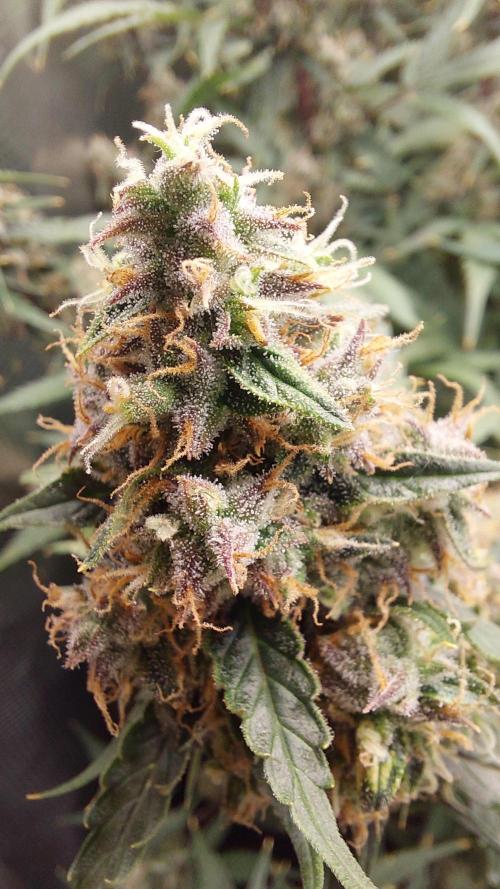 Sticky Broccoli Auto. Week 12