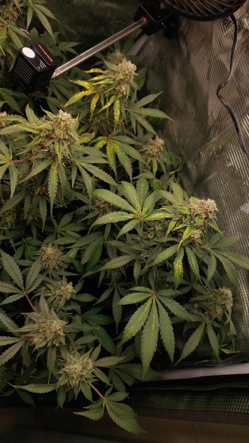 Sticky Broccoli Auto. Week 12