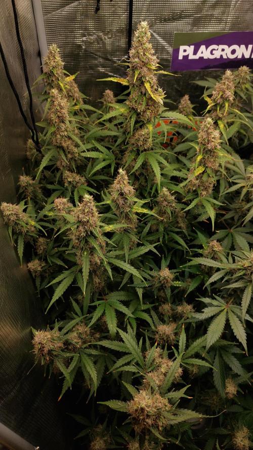 Sticky Broccoli Auto. Week 12