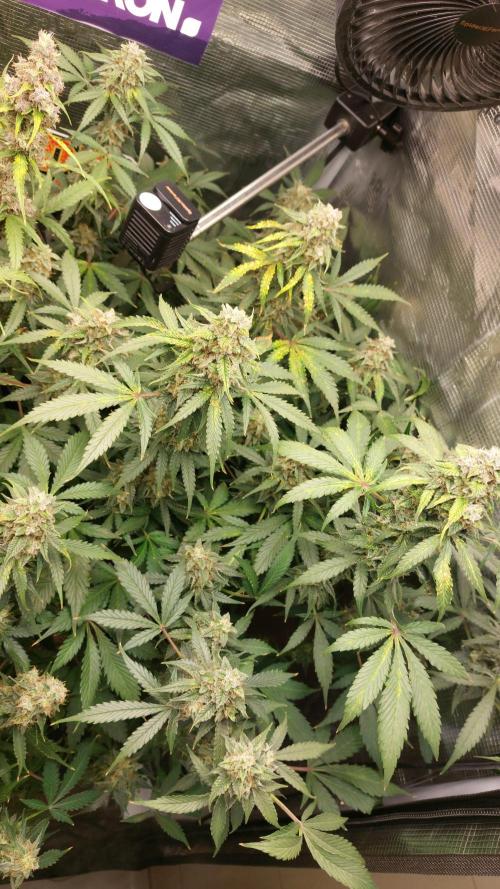 Sticky Broccoli Auto. Week 12