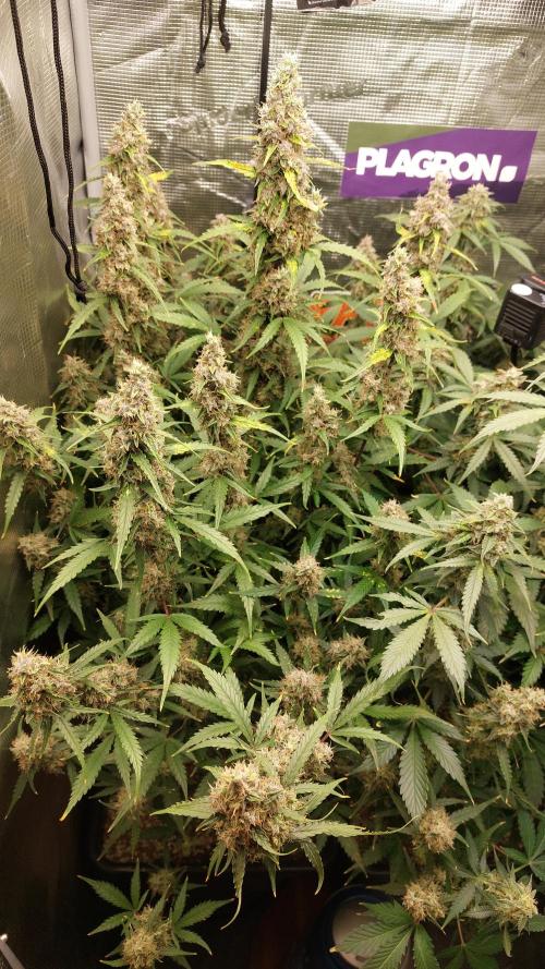 Sticky Broccoli Auto. Week 12